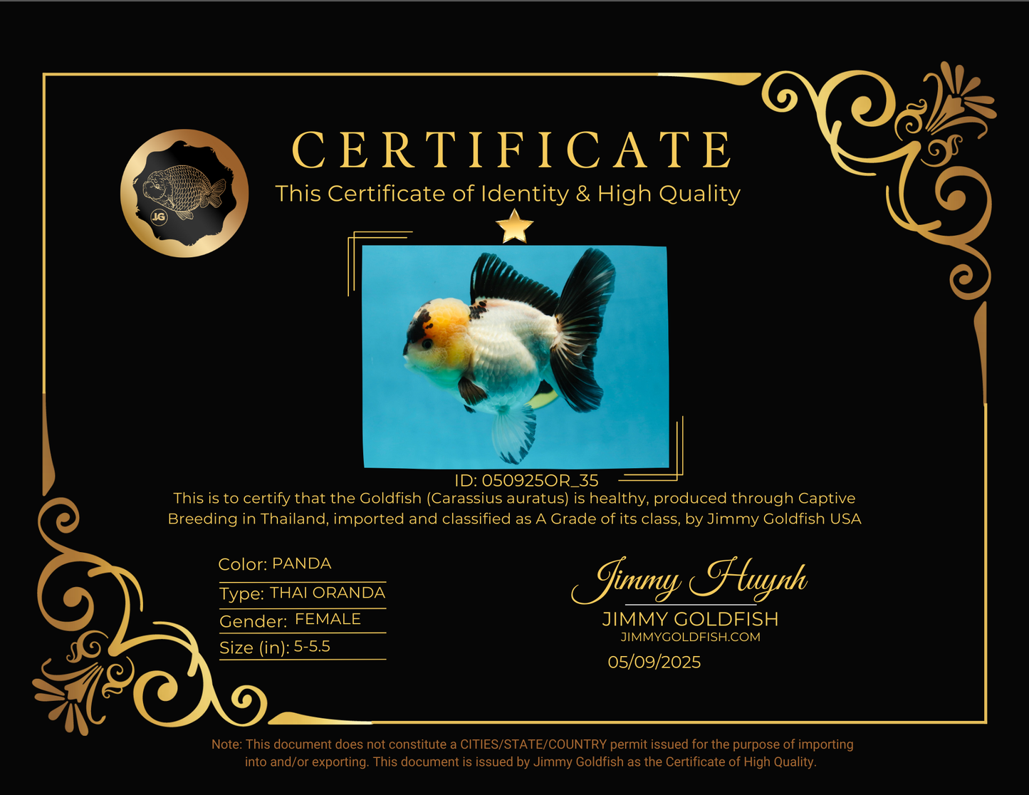 A Grade Panda Oranda Female 5-5.5 inches #050925OR_35