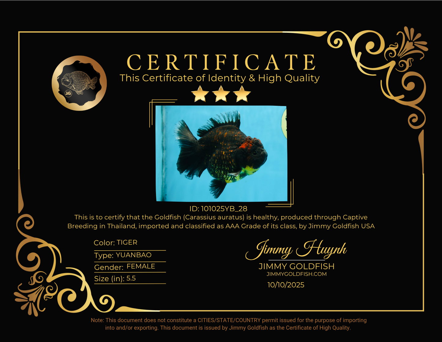 AAA Grade Tiger Yuanbao Female 5.5  inches #101025YB_28