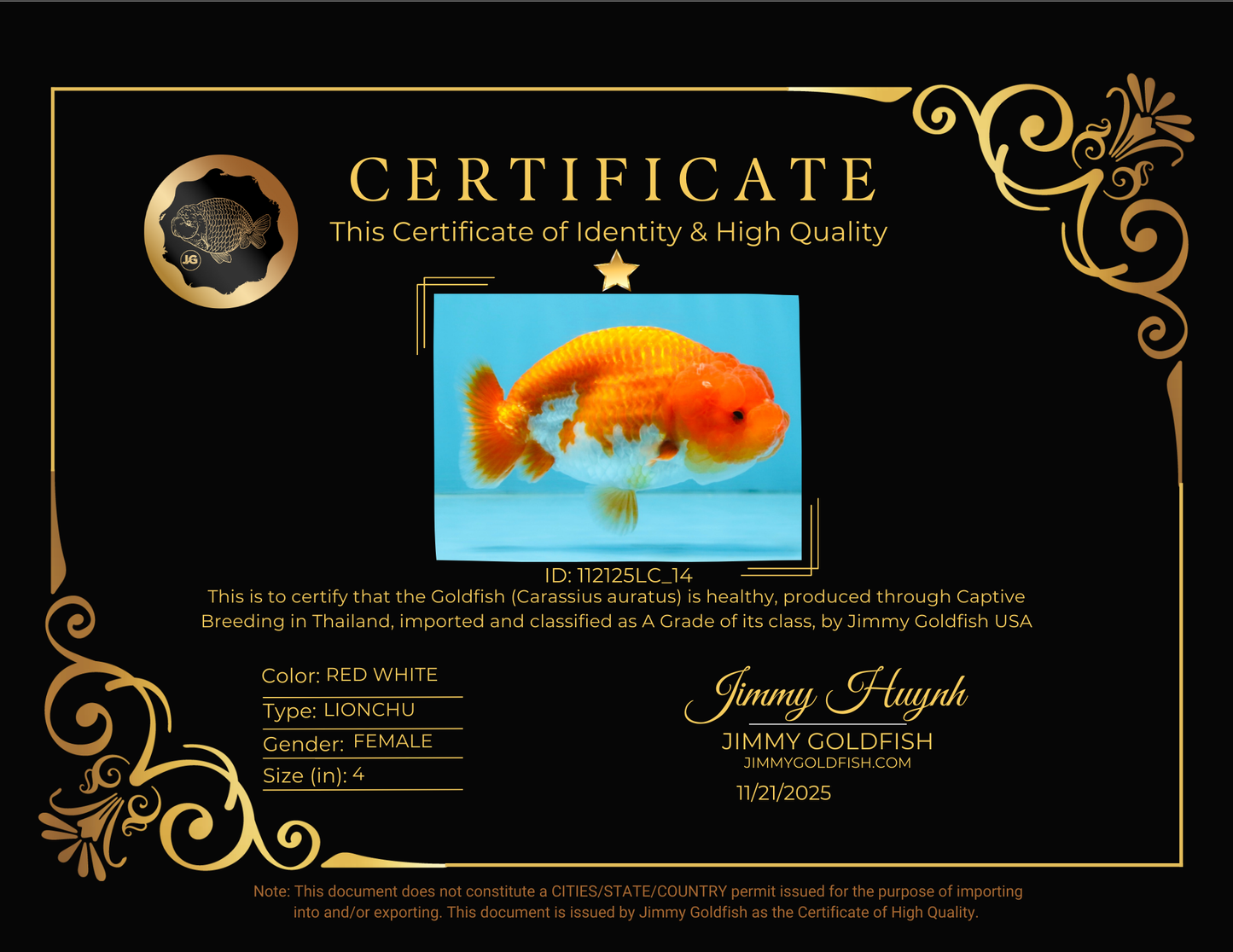 A Grade Red White LionQueen 4 inches #112125LC_14