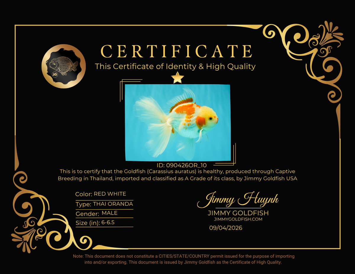 A Grade Kohaku Oranda Male 6-6.5 inches #090426OR_10