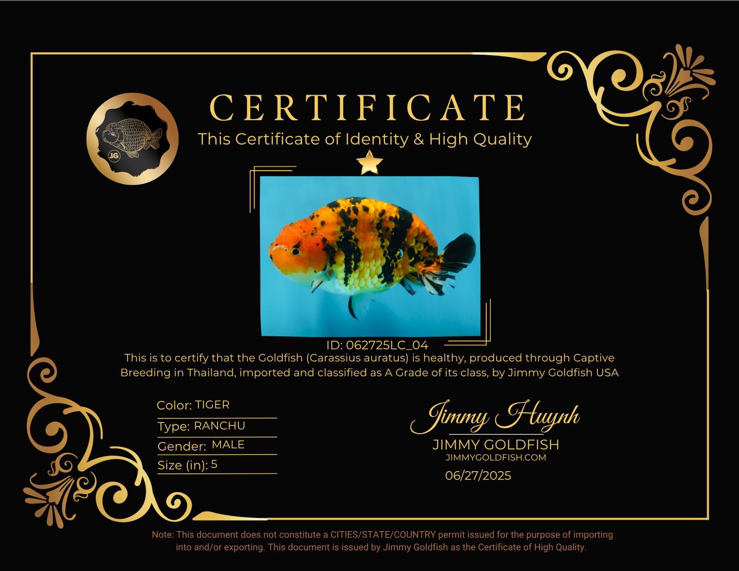 A Grade Tiger Ranchu Male 5 inches #062725LC_04