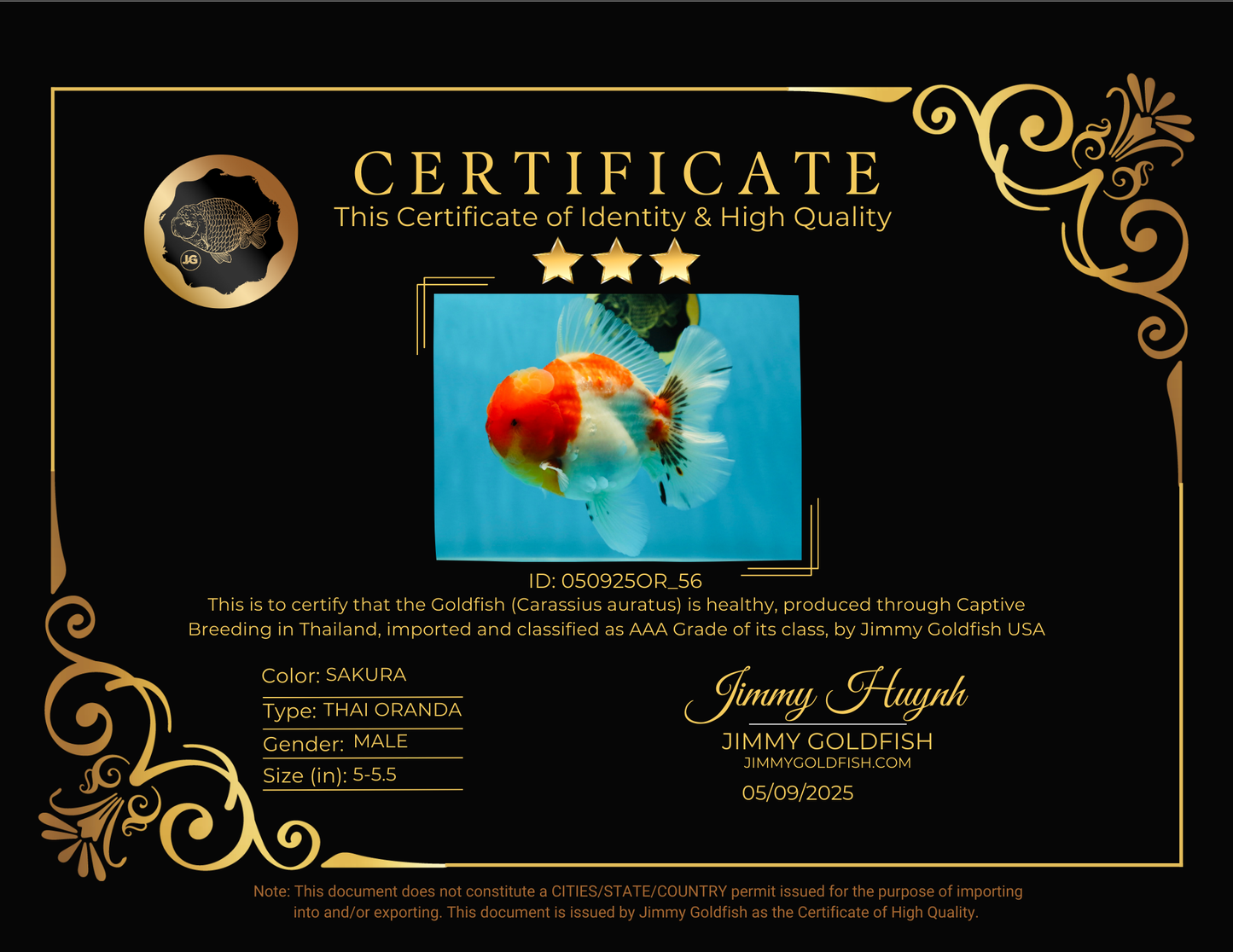 AAA Grade Godzilla Kohaku Sakura Oranda Male 5-5.5 inches #050925OR_56