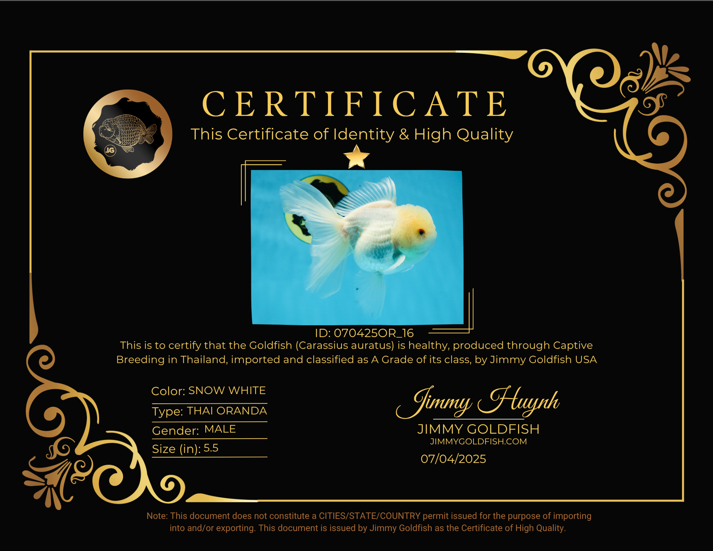 A Grade Snow White Oranda Male 5.5 inches #070425OR_16