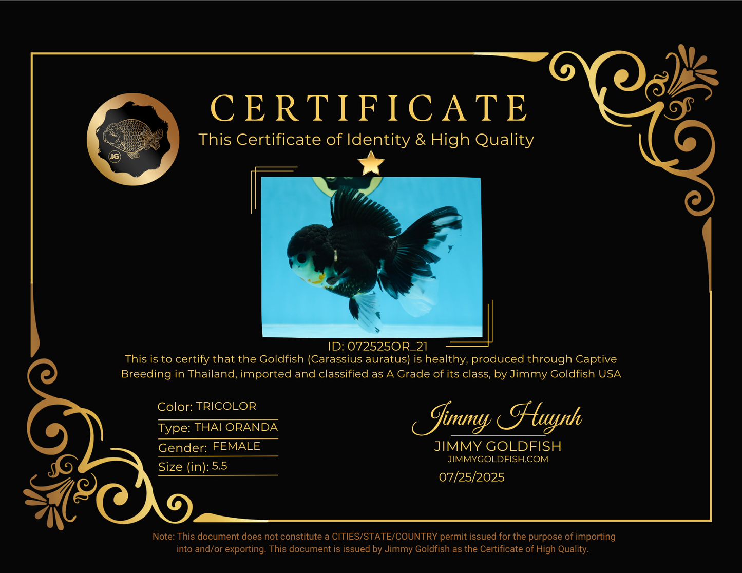 A Grade CHARLIE CHAPLIN Tricolor Button Eyes Oranda Female 5.5 inches #072525OR_21