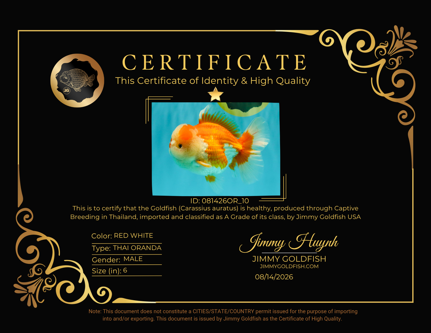 A Grade Red White Oranda Male 6 inches #081426OR_10