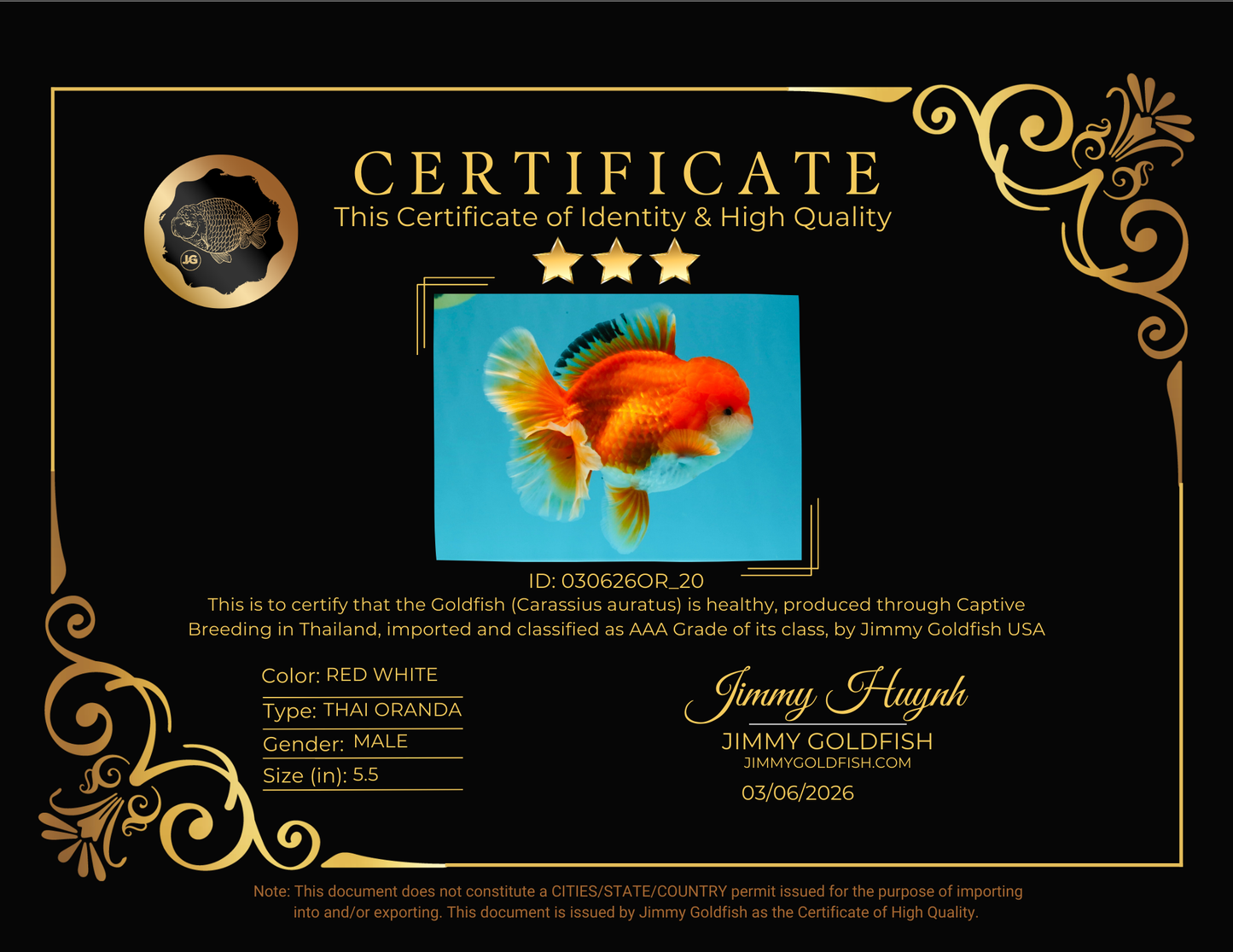 MARIO AAA Grade Red White Oranda Male 5.5 inches #030626OR_20