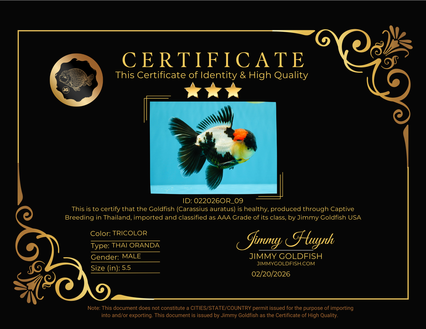 BATMAN AAA Grade Tricolor Oranda Male 5.5 inches #022026OR_09