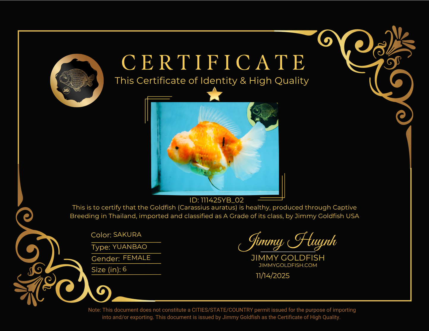 A Grade Sakura Yuanbao Female 6 inches #111425YB_02