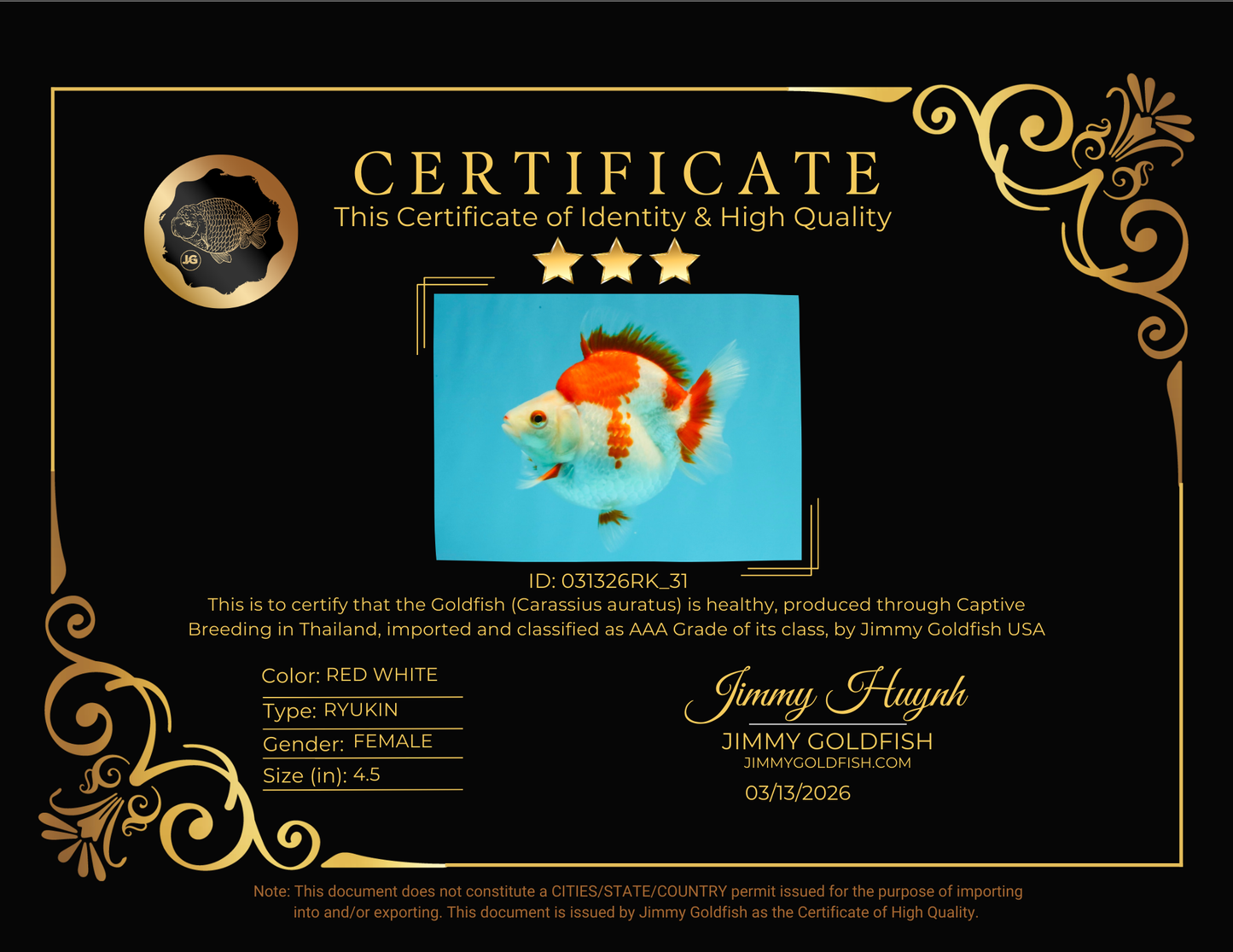 AAA Grade Red White Ryukin Female 4.5 inches #031326RK_31