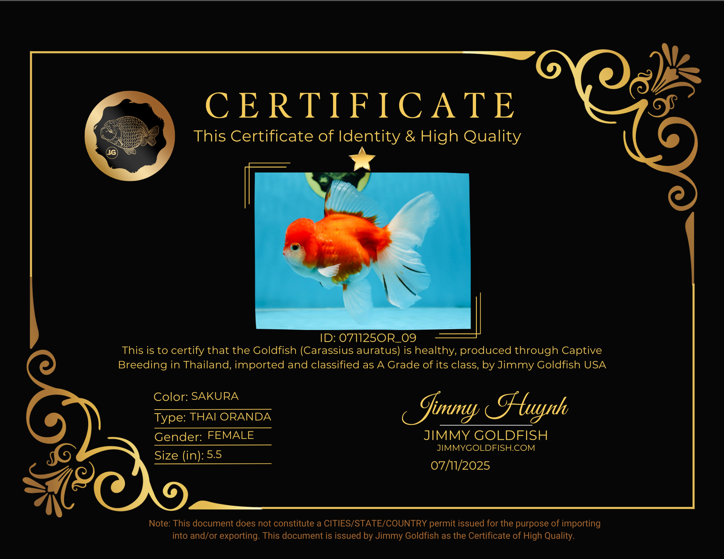 A Grade Sakura Oranda Female 5.5  inches #071125OR_09