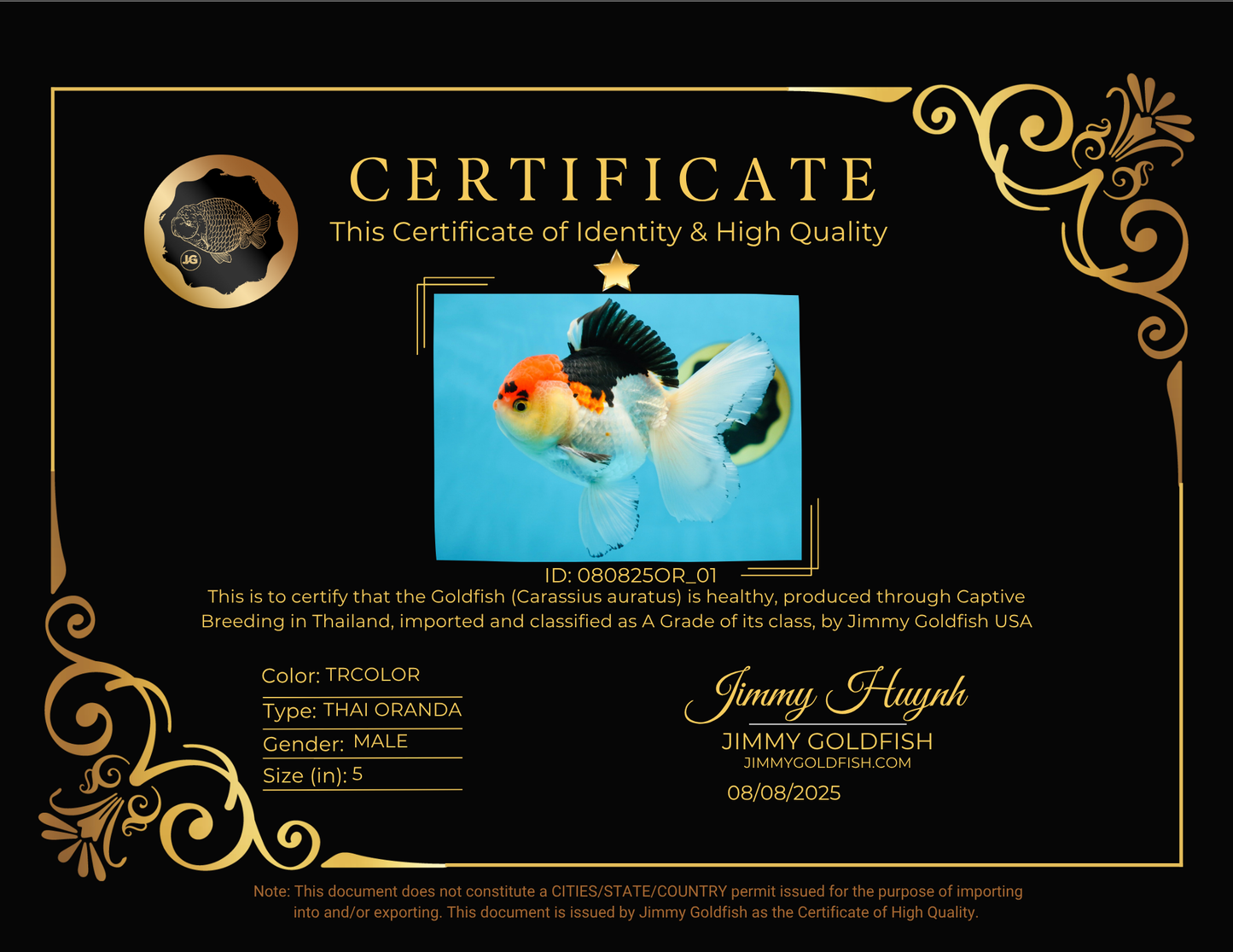 A Grade Tricolor Oranda Male 5 inches #080825OR_01