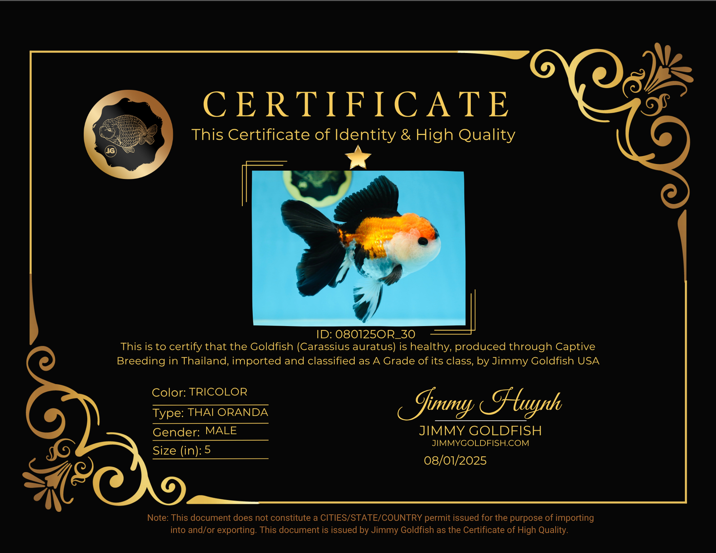 A Grade Tricolor Button Eyes Oranda Male 5 inches #080125OR_30