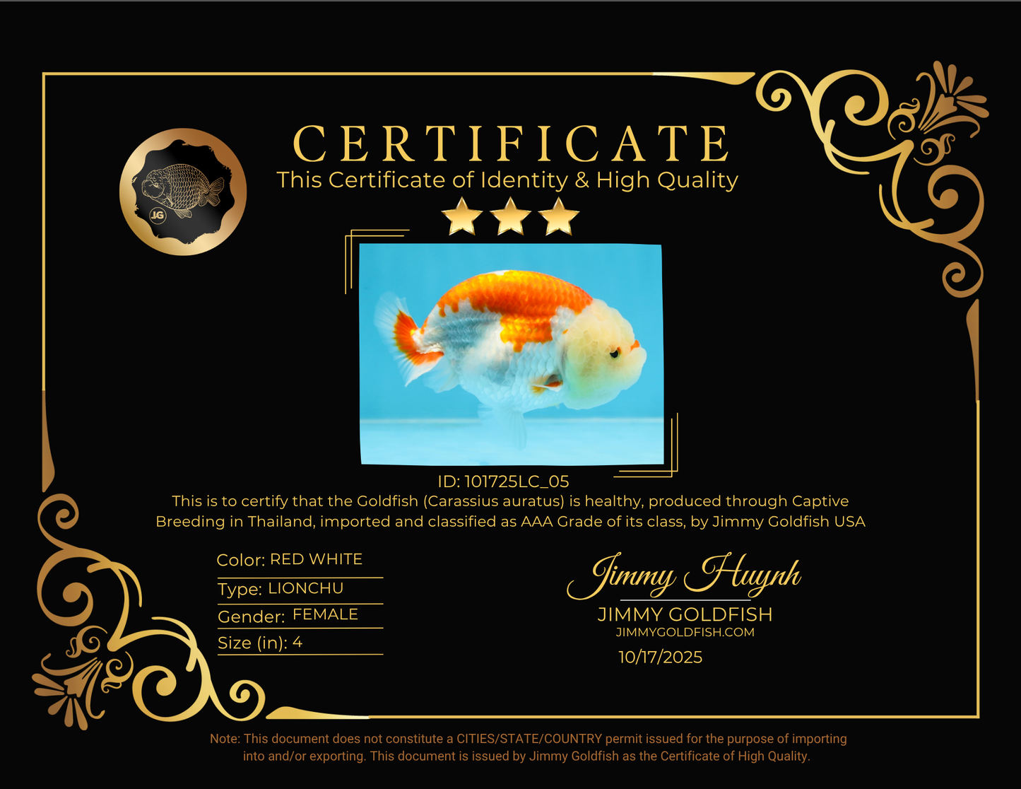 POPCORN AAA Grade Red White Kohaku LionQueen 4 inches #101725LC_05