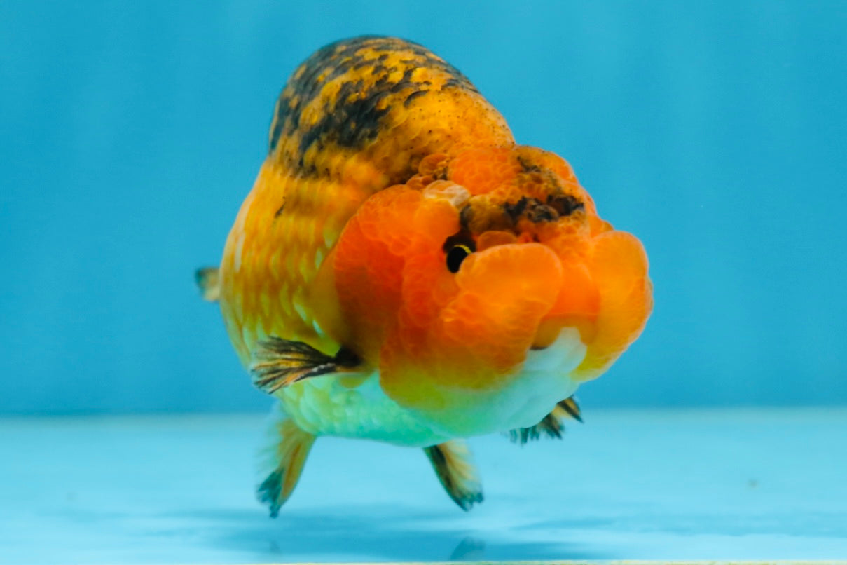 A Grade CHONKY Apache LionKing 4.5 inches #062025LC_06