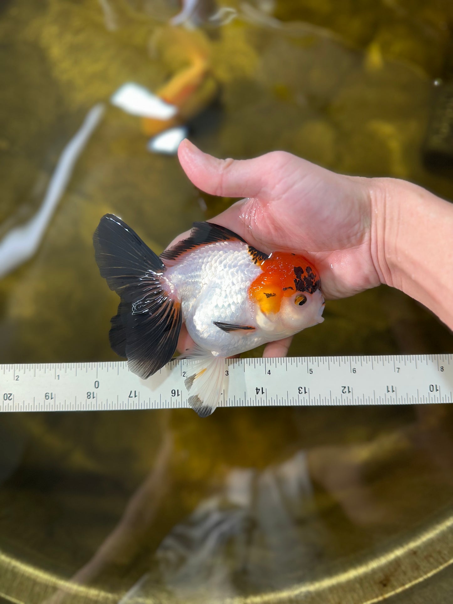 A Grade Lava Tricolor Red Head Oranda Female 5.5 inches #021425OR_20