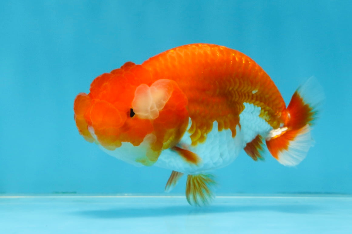 A Grade Red White LionQueen 4 inches #102425LC_09