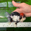 A Grade Tricolor Oranda Male 5-5.5 inches #0830OR_15