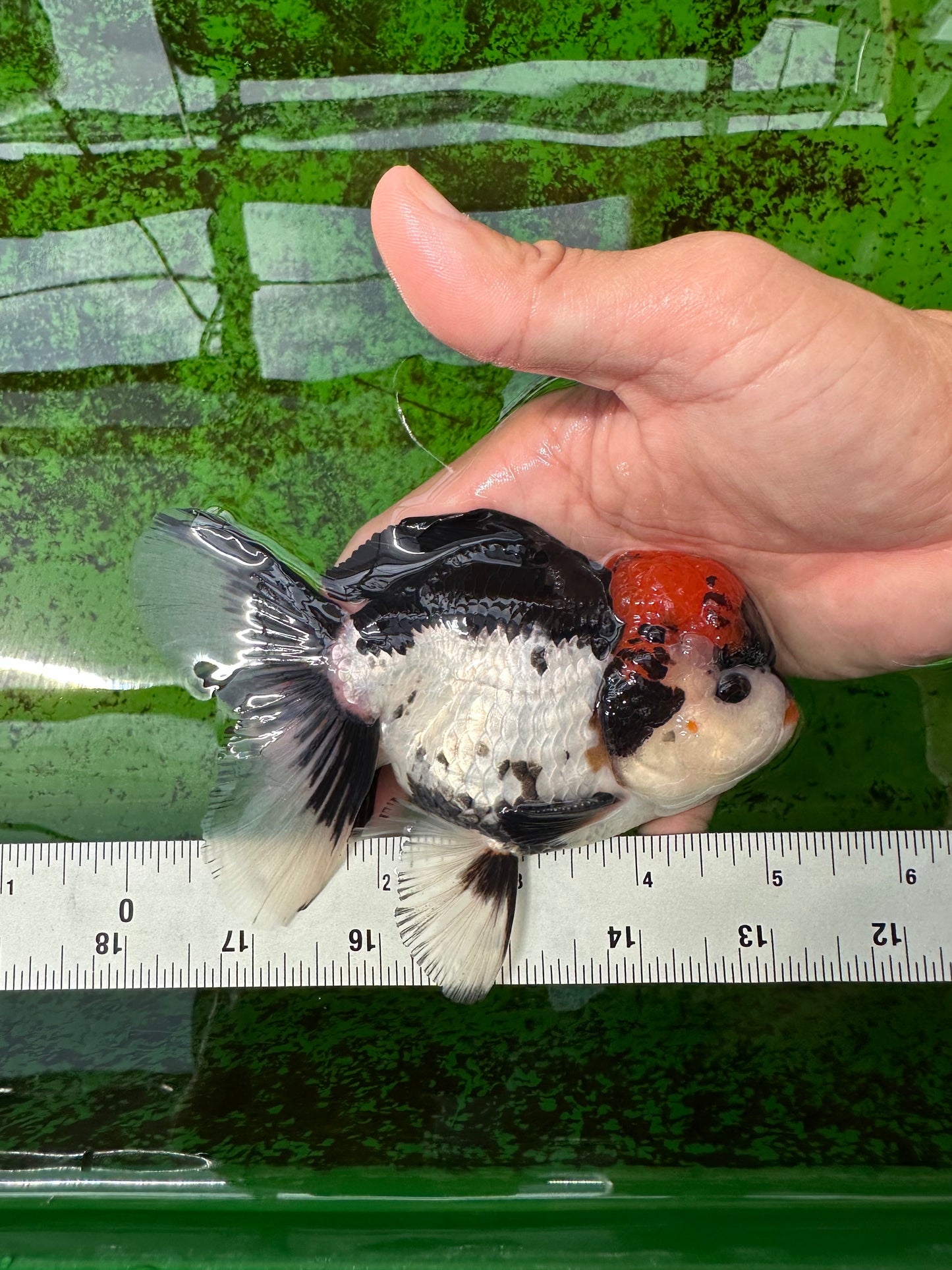 A Grade Tricolor Oranda Male 5-5.5 inches #0830OR_15