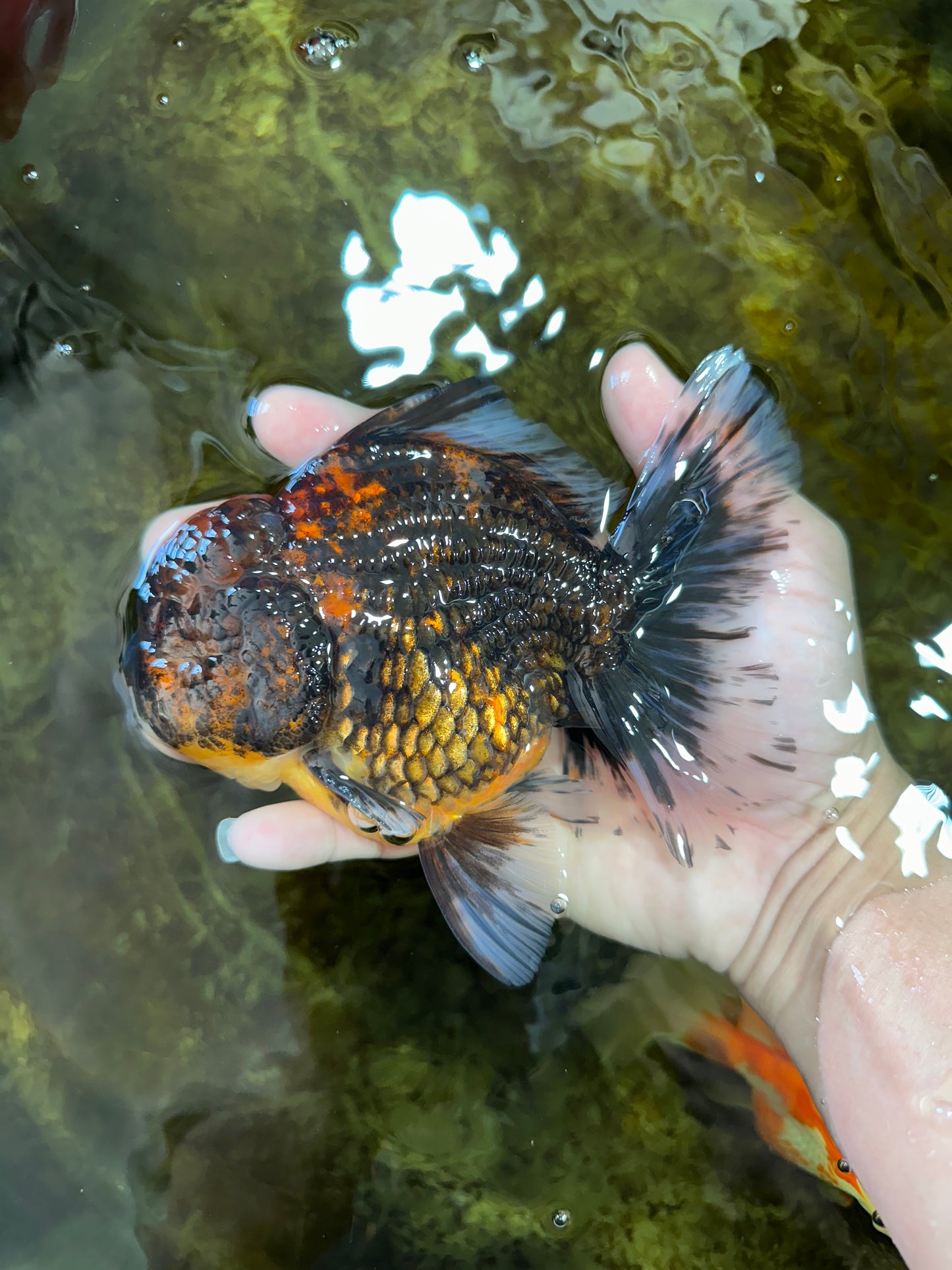 AAA Grade Godzilla Tiger Oranda Male 5.5 inches #100325OR_12