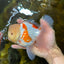 AAA Grade SUNNY Red White Oranda Male 6 inches #082925OR_12