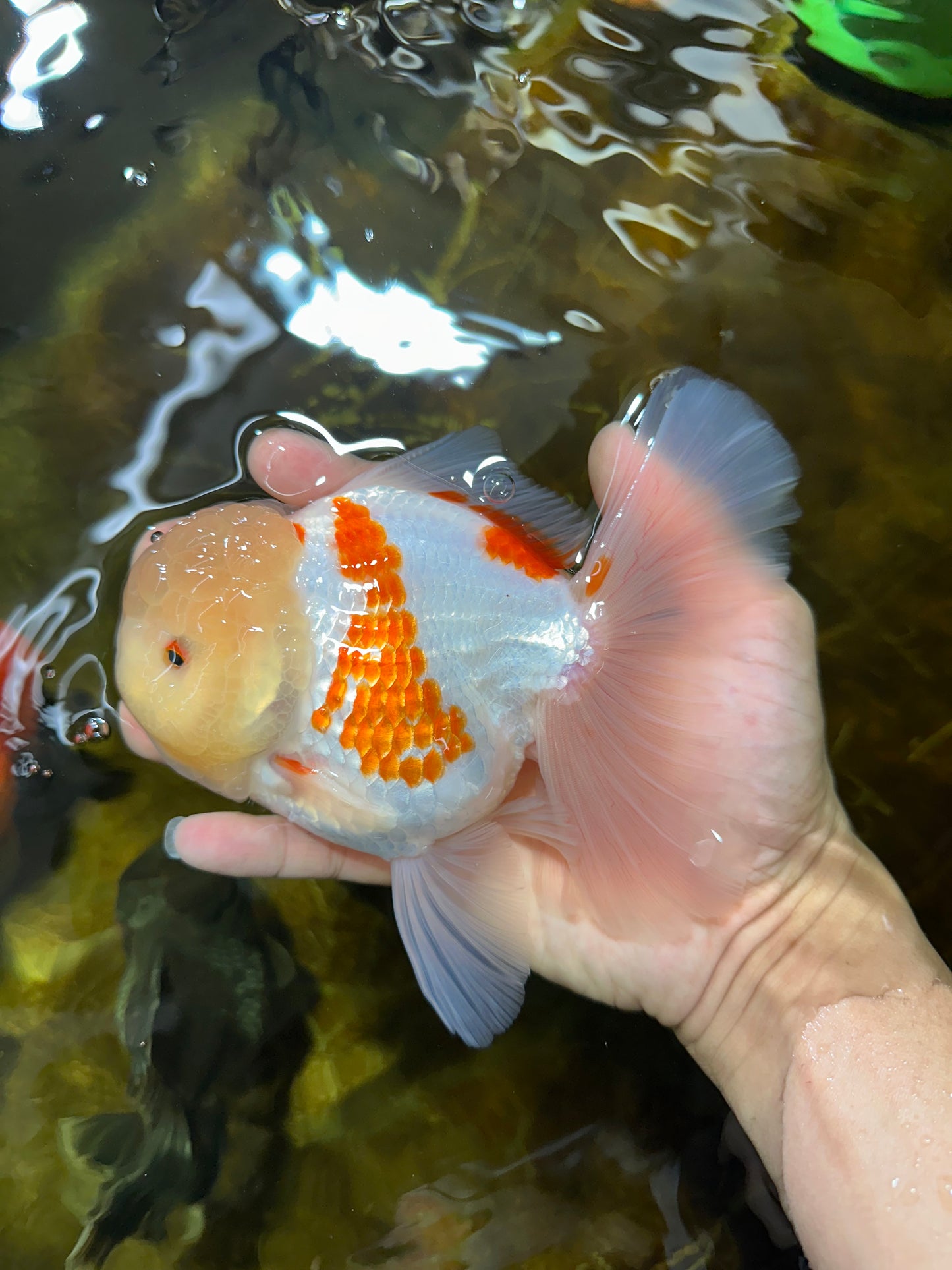 AAA Grade SUNNY Red White Oranda Male 6 inches #082925OR_12