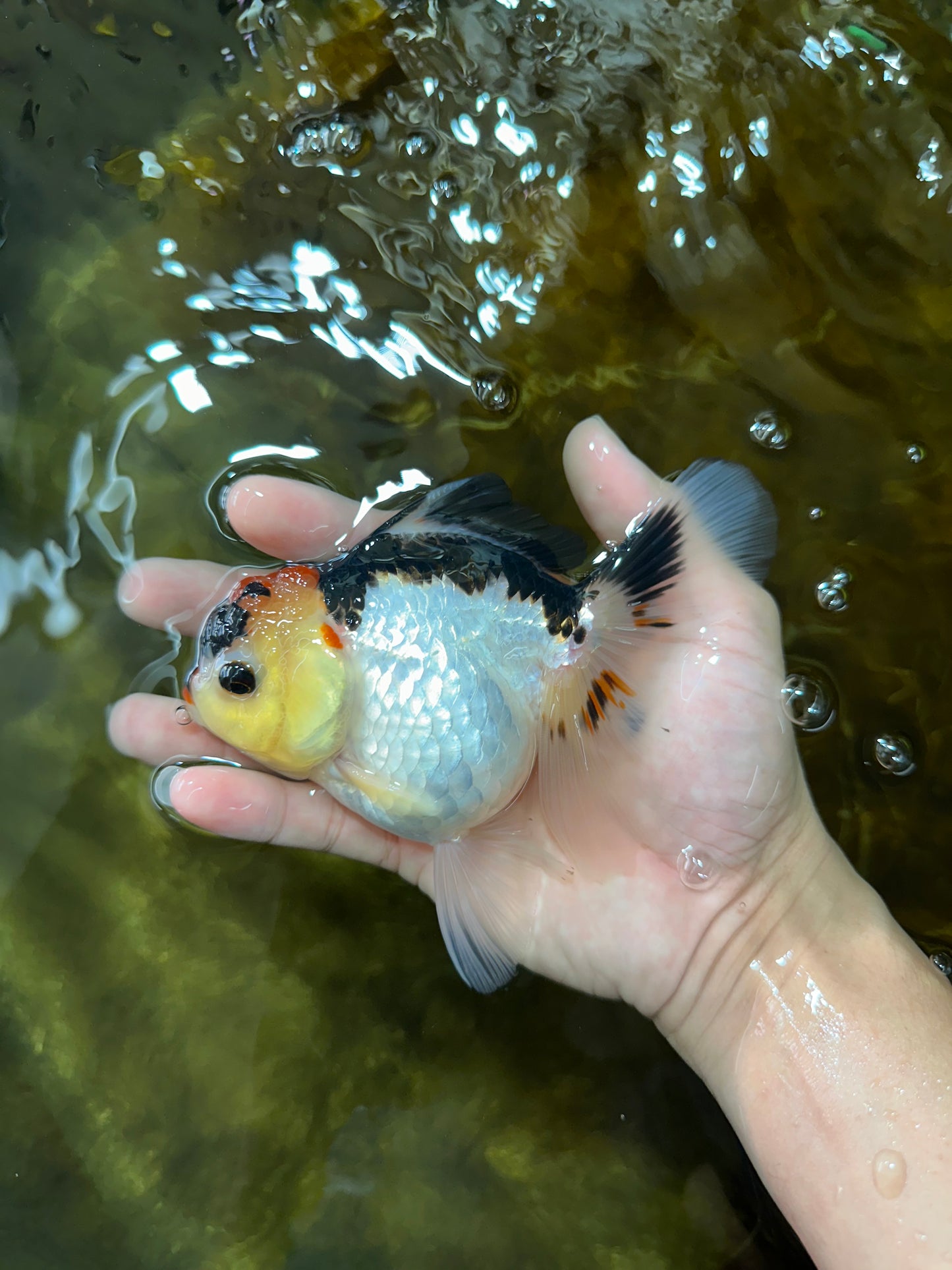 Adorable Tricolor Button Eyes Oranda Female 5 inches #080825OR_13