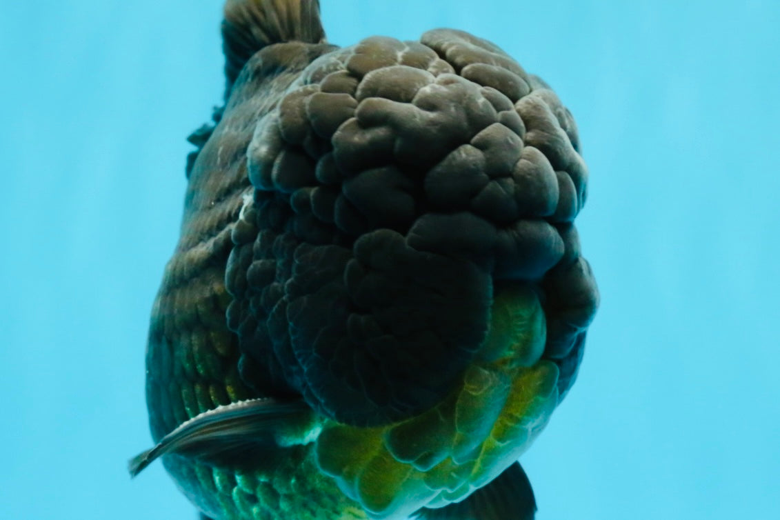GODZILLA AAA Grade Black Oranda Male 6.5 inches #022026OR_04