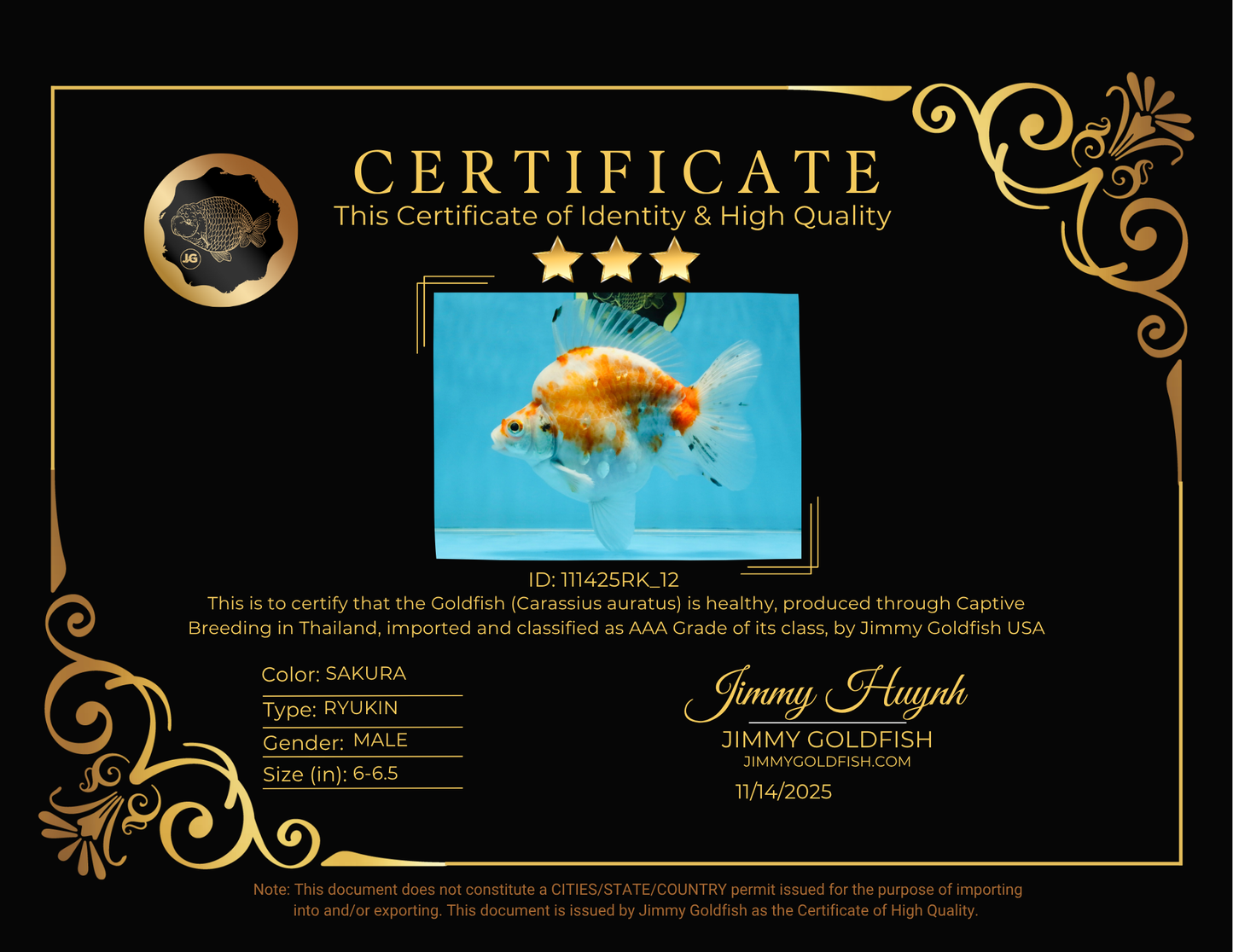 AAA Grade Indonesia Sakura Ryukin Male 6-6.5 inches #111425RK_12