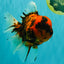 CHONKY AAA Grade Tiger Oranda Male 7.5 inches #092526OR_01