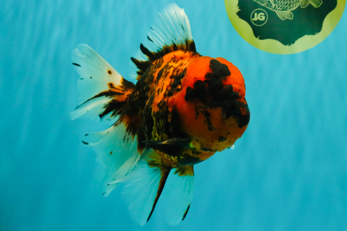 CHONKY AAA Grade Tiger Oranda Male 7.5 inches #092526OR_01