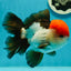 AAA Grade Cheeky Tricolor Oranda Male 5.5 inches #110124OR_15