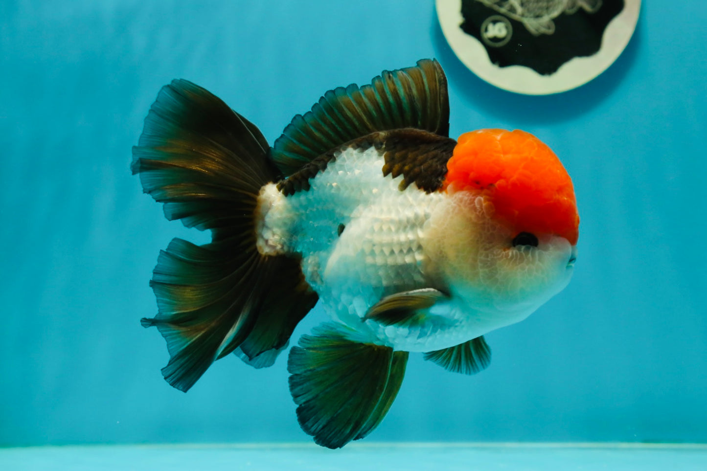 AAA Grade Cheeky Tricolor Oranda Male 5.5 inches #110124OR_15