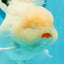 AAA Grade Lipstick Snow White Godzilla Oranda Male 6.5 inches #0209OR_08