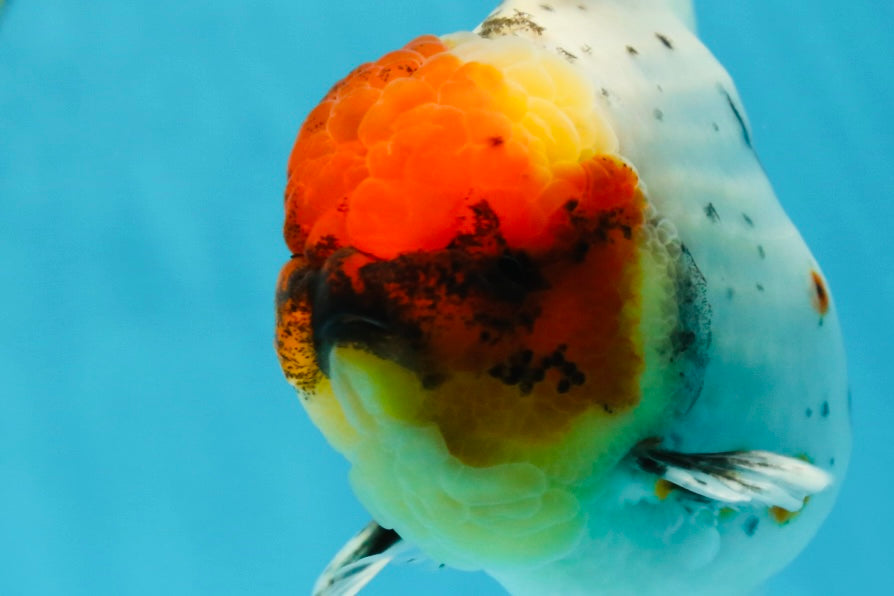 AAA Grade Calico Oranda Male 5-5.5 inches #050925OR_48