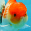 AAA Grade Godzilla Sakura Button Eyes Oranda Male 5-5.5 inches #052325_10