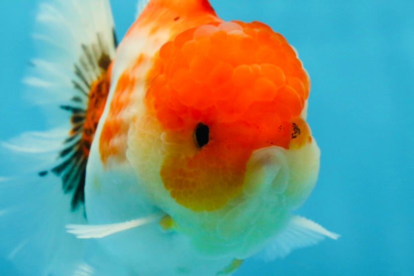 AAA Grade Godzilla Sakura Button Eyes Oranda Male 5-5.5 inches #052325_10
