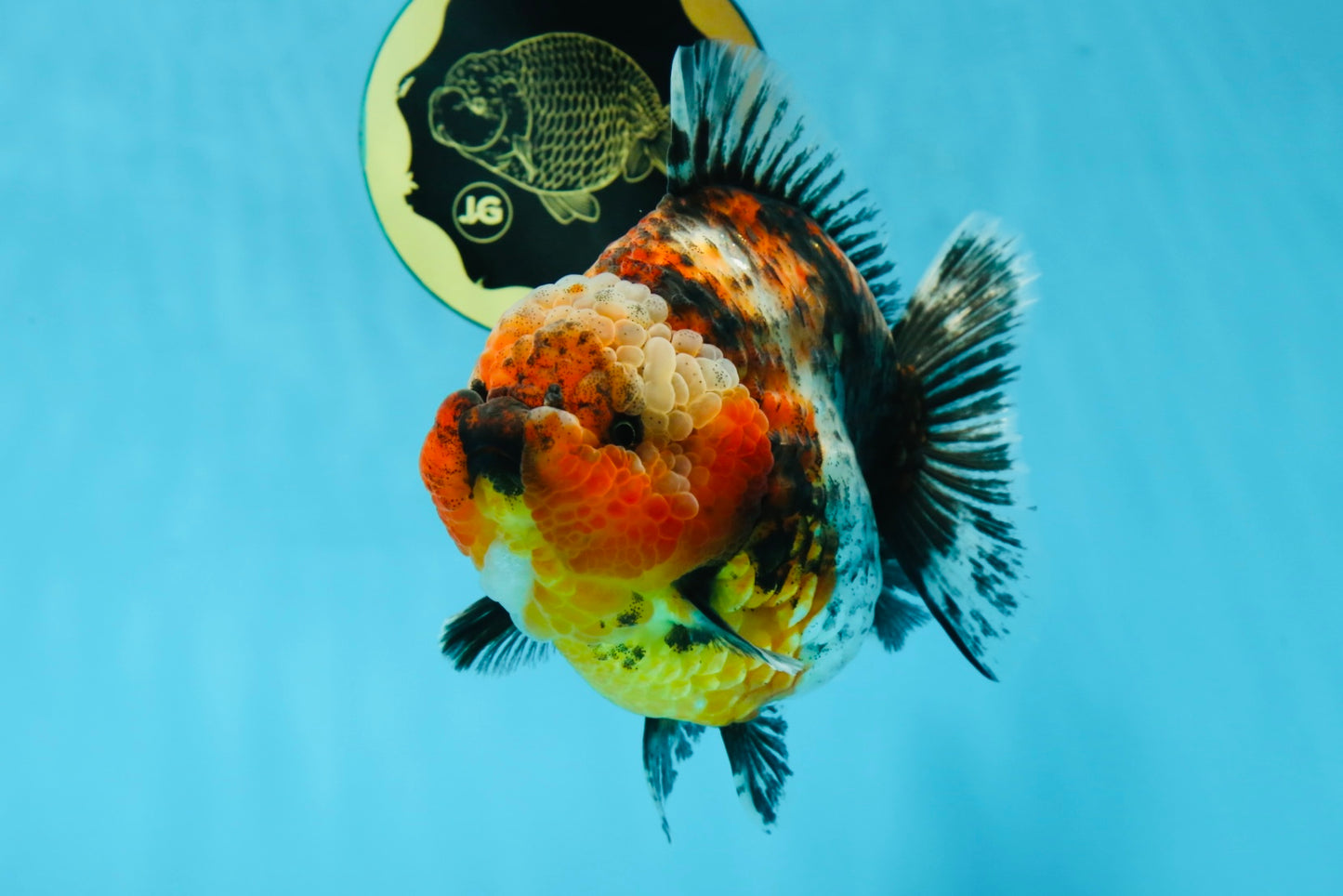 AAA Grade RARE Big Body Godzilla Calico Yuanbao Female 5-5.5 inches #051625YB_13