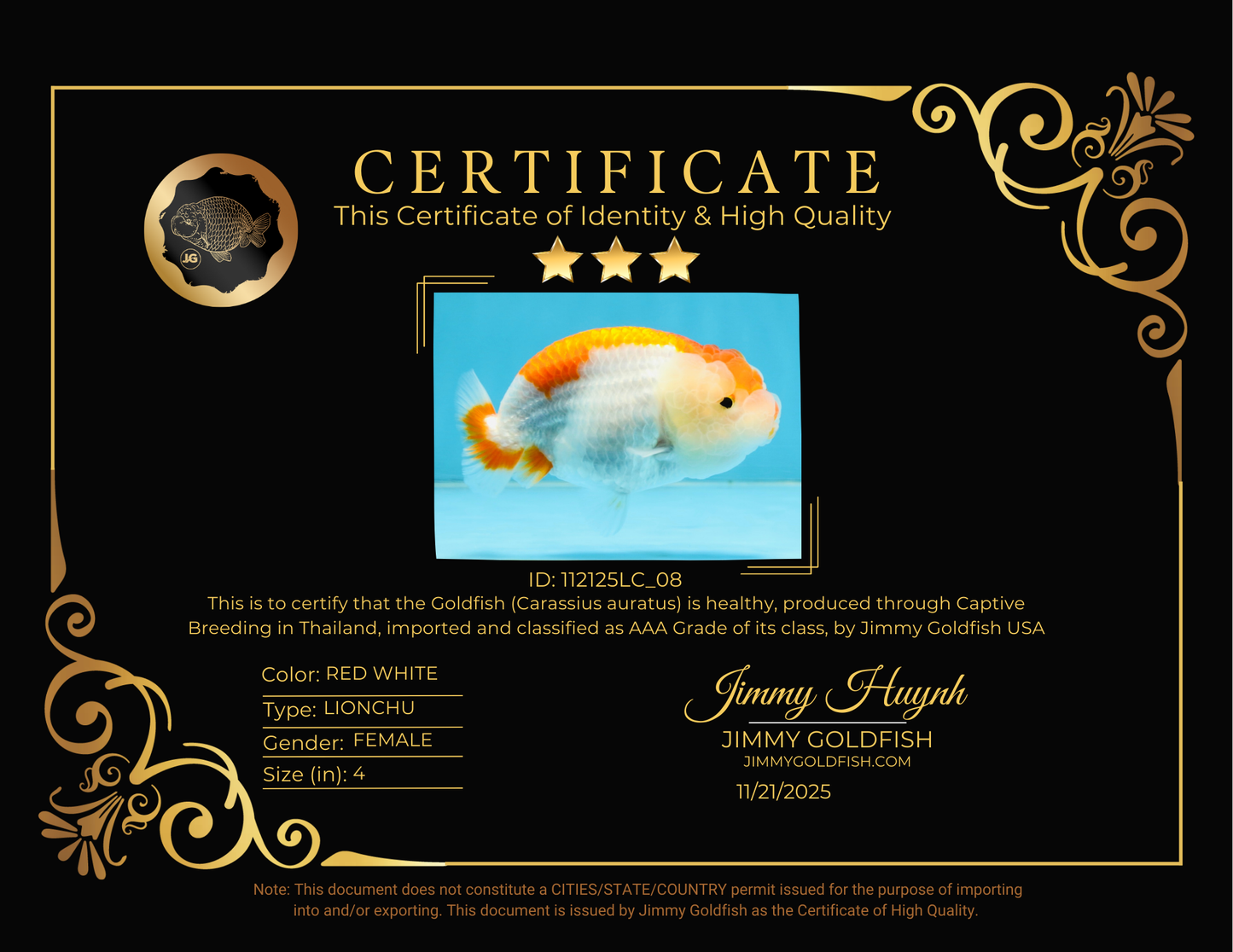 AAA Grade Red White LionQueen 4 inches #112125LC_08