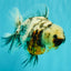 Kirin Oranda Female 6 inches #071726OR_19