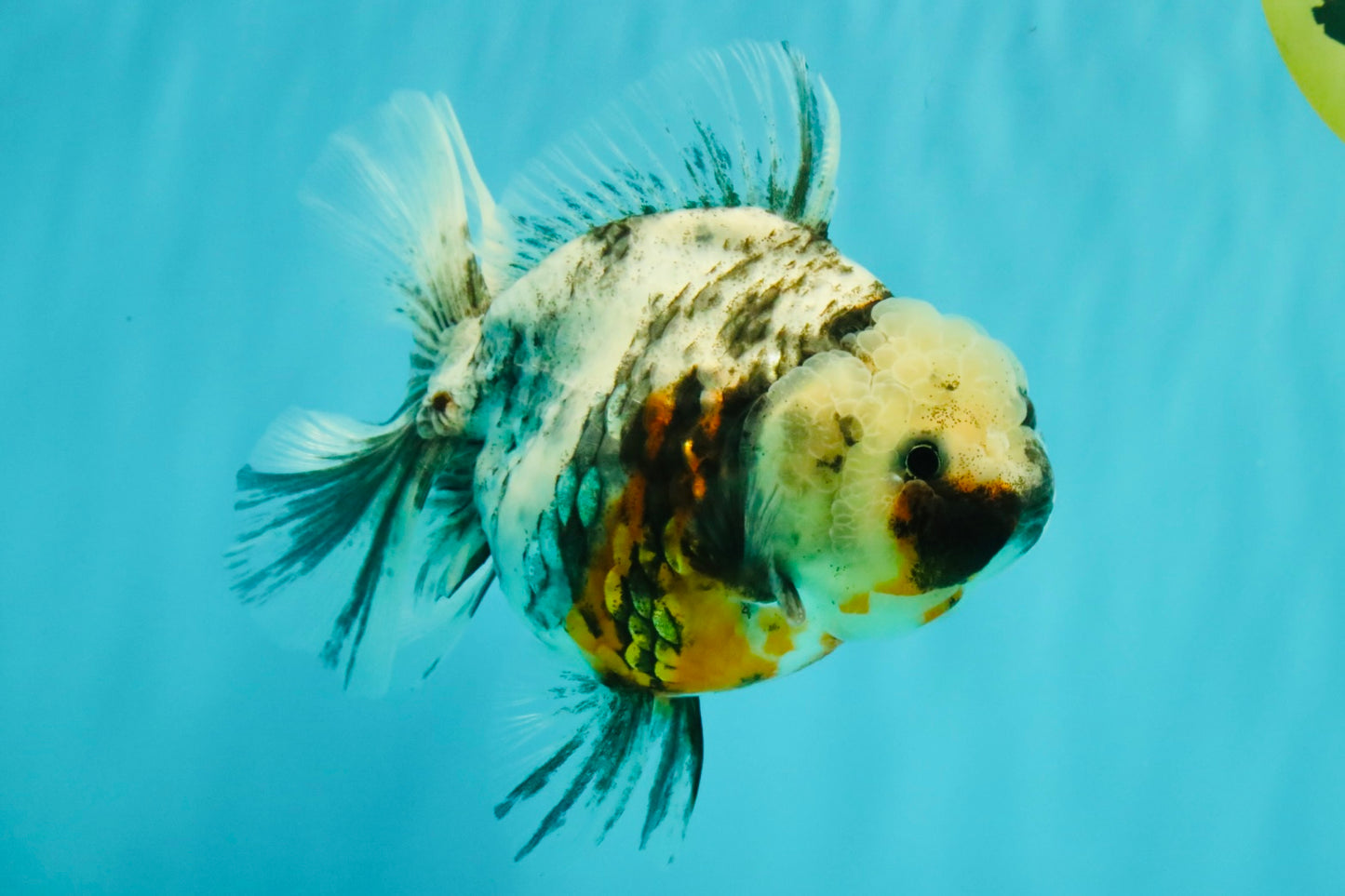 Kirin Oranda Female 6 inches #071726OR_19