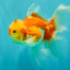 Red White Oranda Male 5.5 inches #081426OR_07