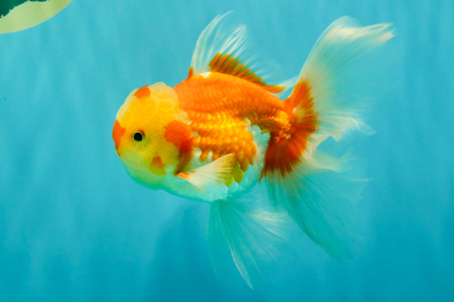 Red White Oranda Male 5.5 inches #081426OR_07