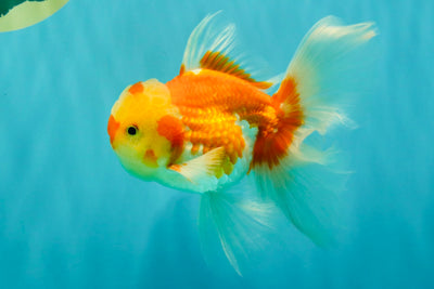 Red White Oranda Male 5.5 inches #081426OR_07