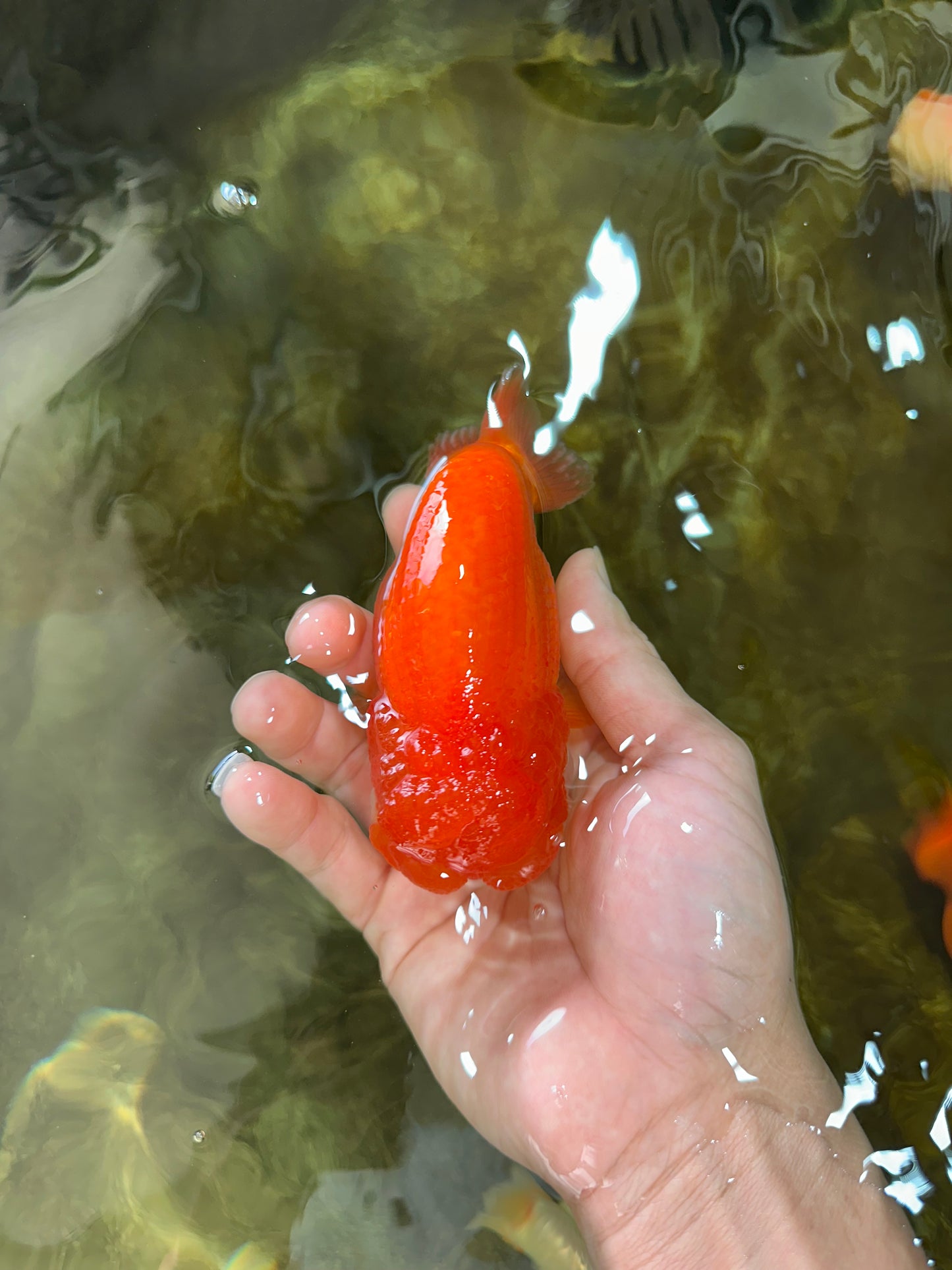 Cheeky Wen A Grade Mount Deformed Red White LionQueen 4.5 inches #050225LC_15