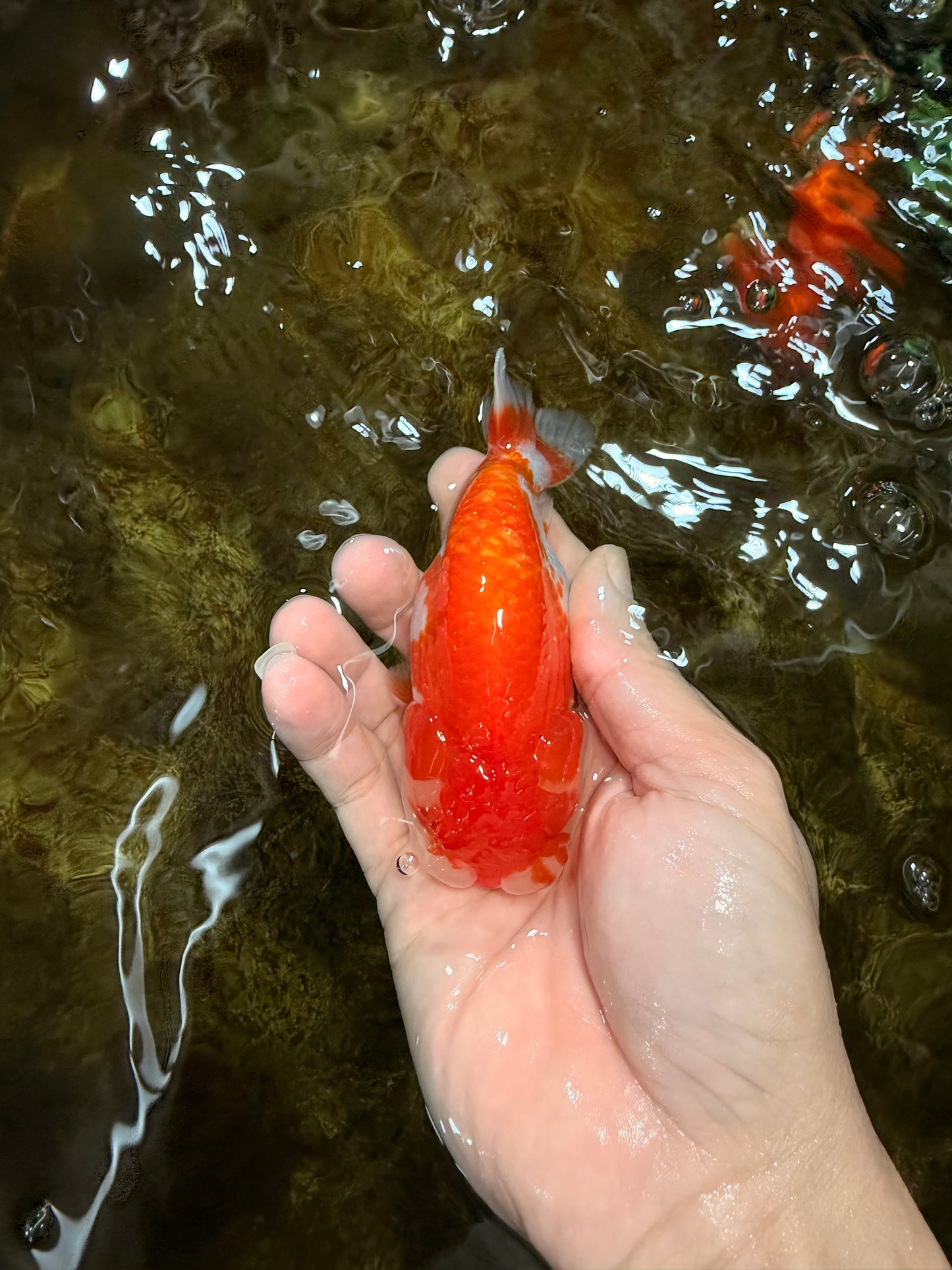 A Grade Red White LionQueen 4 inches #112125LC_10