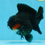 BATMAN A Grade Tricolor Yuanbao Male 5 inches #110725YB_08