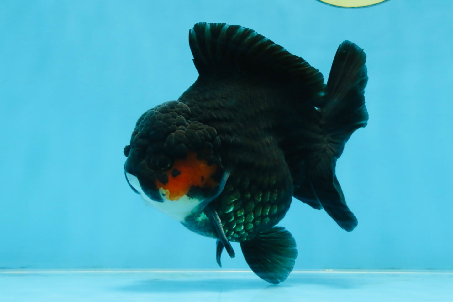 BATMAN A Grade Tricolor Yuanbao Male 5 inches #110725YB_08