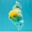 A Grade Marble Oranda Male 6-6.5 inches #042426OR_11