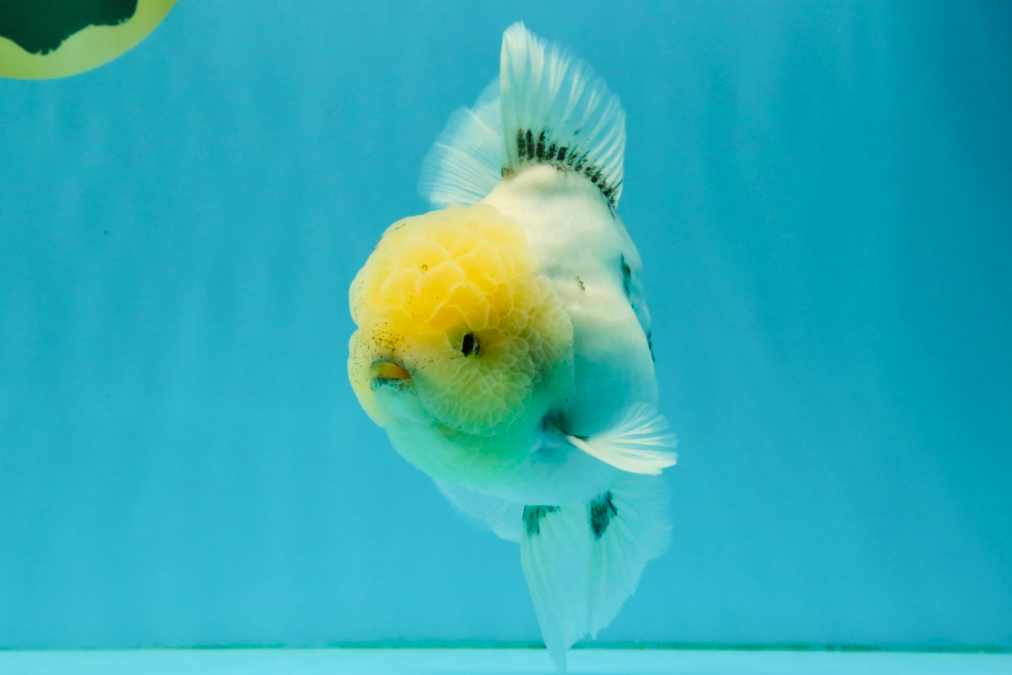 A Grade Marble Oranda Male 6-6.5 inches #042426OR_11