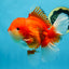 AAA Grade Red White Oranda Male 6 inches #080125OR_12